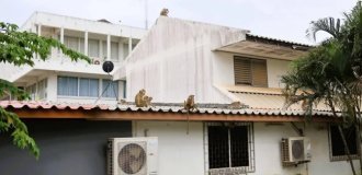 They’d had enough: a hundred monkeys escaped from a Thai zoo for an unexpected reason (2 photos + 1 video)