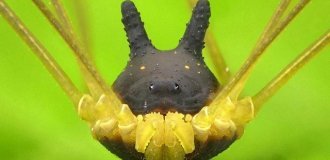 Haymaker rabbit - an amazing spider from Ecuador (4 photos)