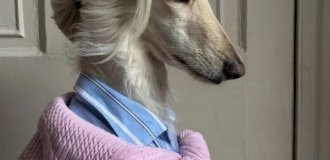 Саманта - самая модная афганская борзая (9 фото)