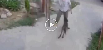 Собака не хочет расставаться с хозяином