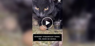 В США кошка и куры разделили один курятник