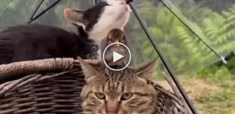 Маленький пернатый будильник