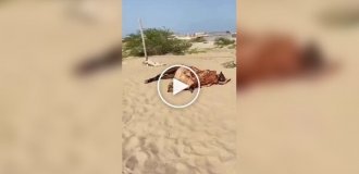 В Египте нашли лошадь, которая спит как человек
