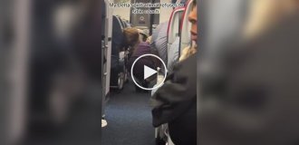 Упитанная кошка сбежала от хозяина в первый класс самолета