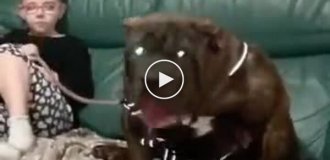 Animals (short videos). Release 81