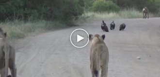 An unusual encounter on the road in Africa
