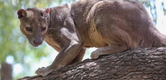 Фосса: мадагаскарский лев (8 фото)