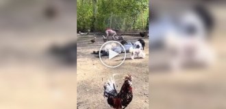 Реакция животных на хозяев, потерявших сознание