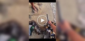 Мужчина спас пеликана, запутавшегося в леске и шарфе на пляже в Мексике