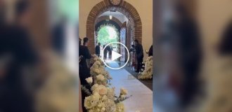 Кошка появилась на свадьбе и затмила даже молодоженов