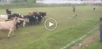 Коровы прервали футбольный матч в Мексике