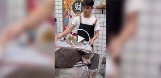 Злой и нервный клиент грумера