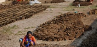 There Are No Winners Here – A Fight with Cow Dung (6 photos)