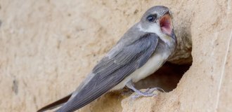 Sandwich: This bird breaks the stereotypes about bird behavior (12 photos)