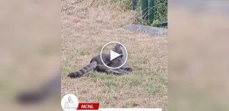 Нашел себе достойного противника