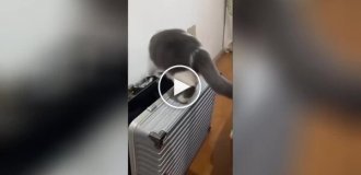 Кот самоупаковался в чемодан
