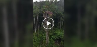 Народ короваи и их «дома на деревьях» в джунглях Папуа