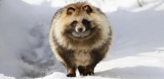 Милота дня: енотовидная собака — лучший друг человека (7 фото + 2 видео)