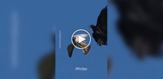 Сапсан: мастер аэродинамики в мире пернатых хищников