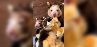 Деревні кенгуру, які виглядають як суміш коали та опосуму