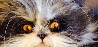 "Инопланетный кот" прославился в сети (2 фото + 6 видео)