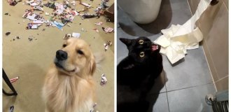 20 charming troublemakers who are impossible to spot Angry (21 photos)