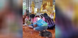 Мяу-дитация: любопытный котейка сходил на экскурсию в буддийский храм