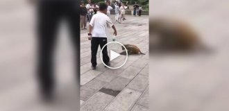 Мальчик отдал бутылку воды обезьяне, которая пила из лужи
