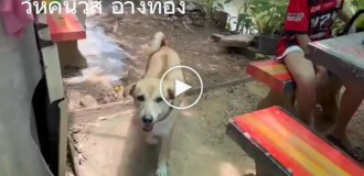 В Таиланде пес устроился работать официантом в кафе