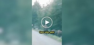 Поляки зустріли зубрів біля дороги