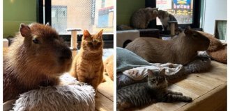 Кафе з капібарою та кішками у Токіо (3 фото + 6 відео)