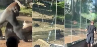 A gorilla smashed a glass enclosure at the San Diego Zoo (6 photos + 1 video)