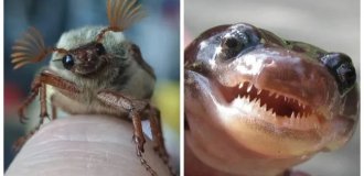 20 кадров, на которых дикая природа решила выключить серьёзность (21 фото)