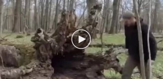 Временное жилище под упавшим деревом