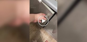 Kittens sleeping on a trash can