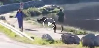 Під час пробіжки до американця несподівано приєднався олень