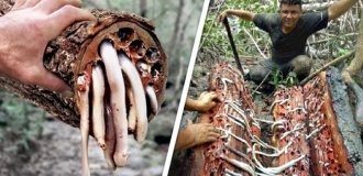 Шашень: червь, перевернувший ход истории (12 фото)