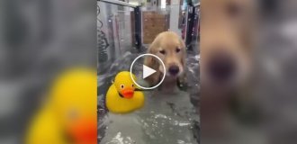 A dog goes to hydrotherapy with its favorite toy