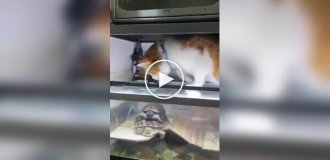 Кот помешал черепахам уединиться