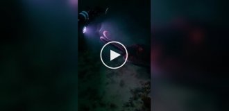 Осьминог заинтересовался камерой оператора