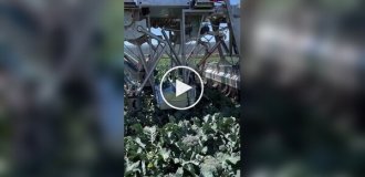 Агробот для сборки брокколи