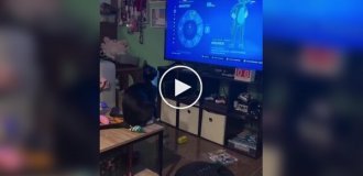 Кот осваивает новые движения