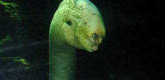 Гигантская мурена (14 фото)