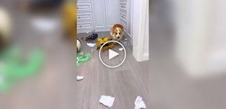 Corgi made a mess and left the stage with a guilty look