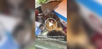 A possum climbed into a dumpster and got drunk on beer