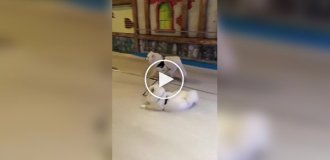 Не каждого пса можно заставить работать в праздники