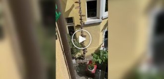 Сходи для кота