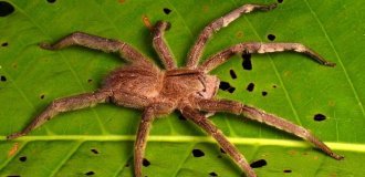 A dangerous spider that you can accidentally buy along with fruit (5 photos)