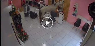 В салон красоты в Бразилии зашла лошадь