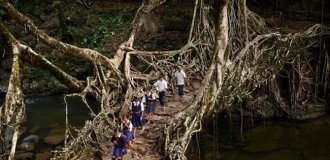 In India, bridges are not built, but grown (7 photos)